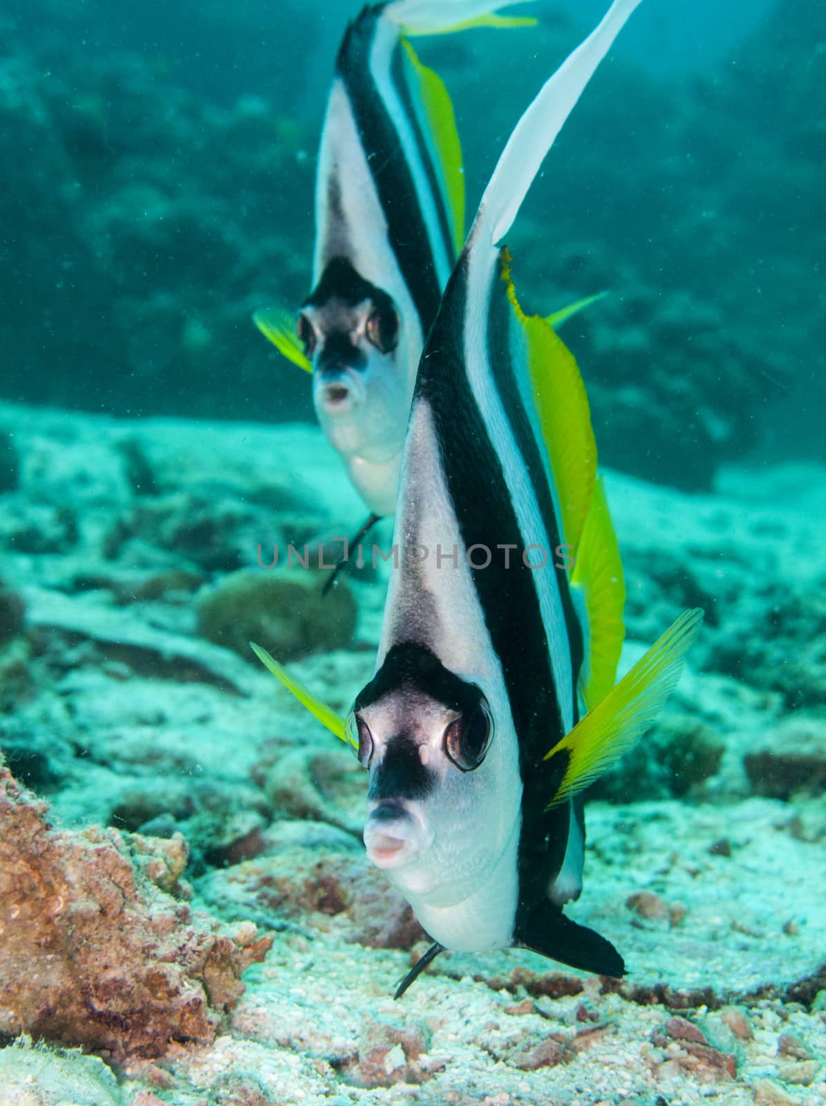 two long fin banner fish look at the camera