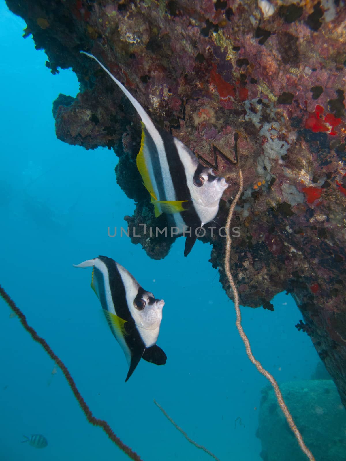 two longfin banner fish swim under a rock