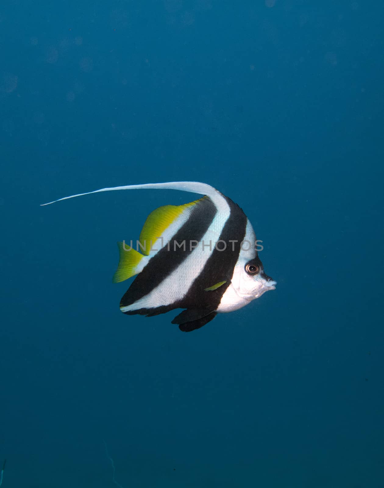 a lone bannerfish swims in the blue