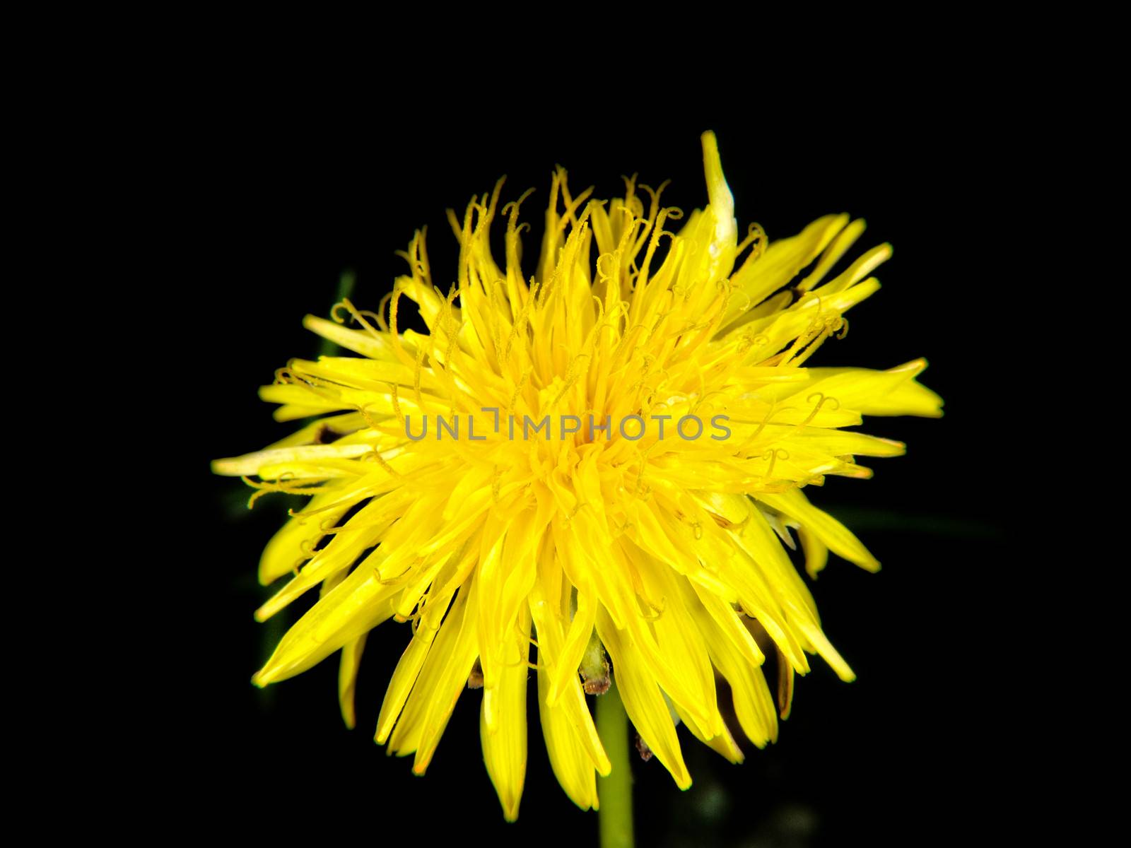 Yellow dandelion flower by Arvebettum