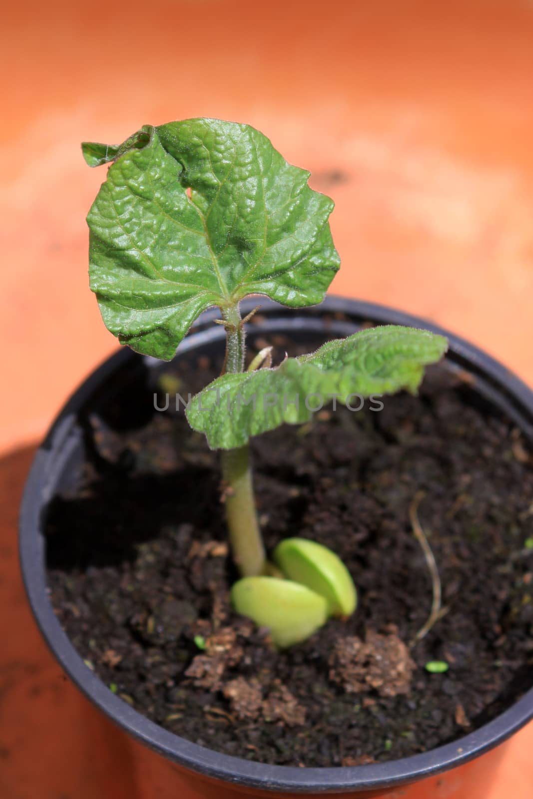 A close up detail of a broad bean, vivia faba, growing in a black plastic pot. Detail showing its emerging leaf growth from its seed.