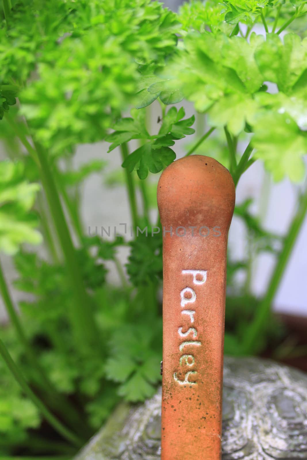 A Terrcotta herb marker for parsley. Set on a portrait format with green leafed parsley in the background.