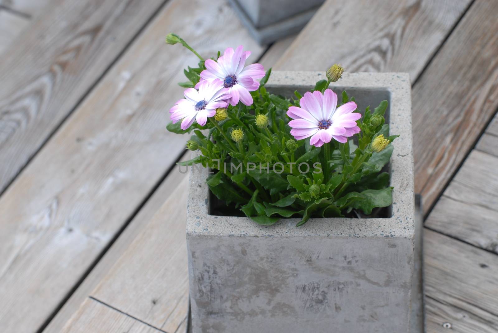 Flower in flower pot on terrace by Bildehagen