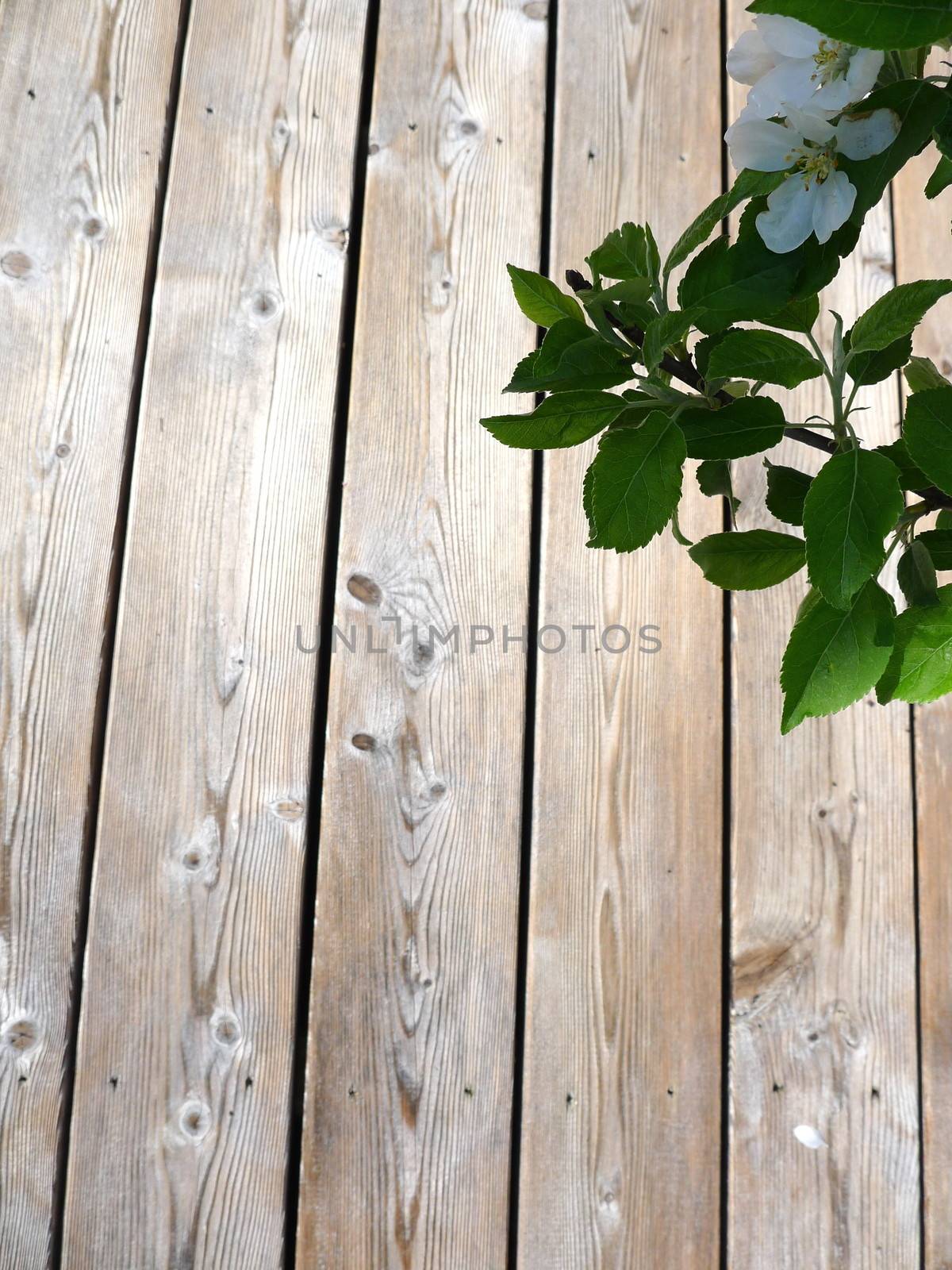 Apple flower and terrace