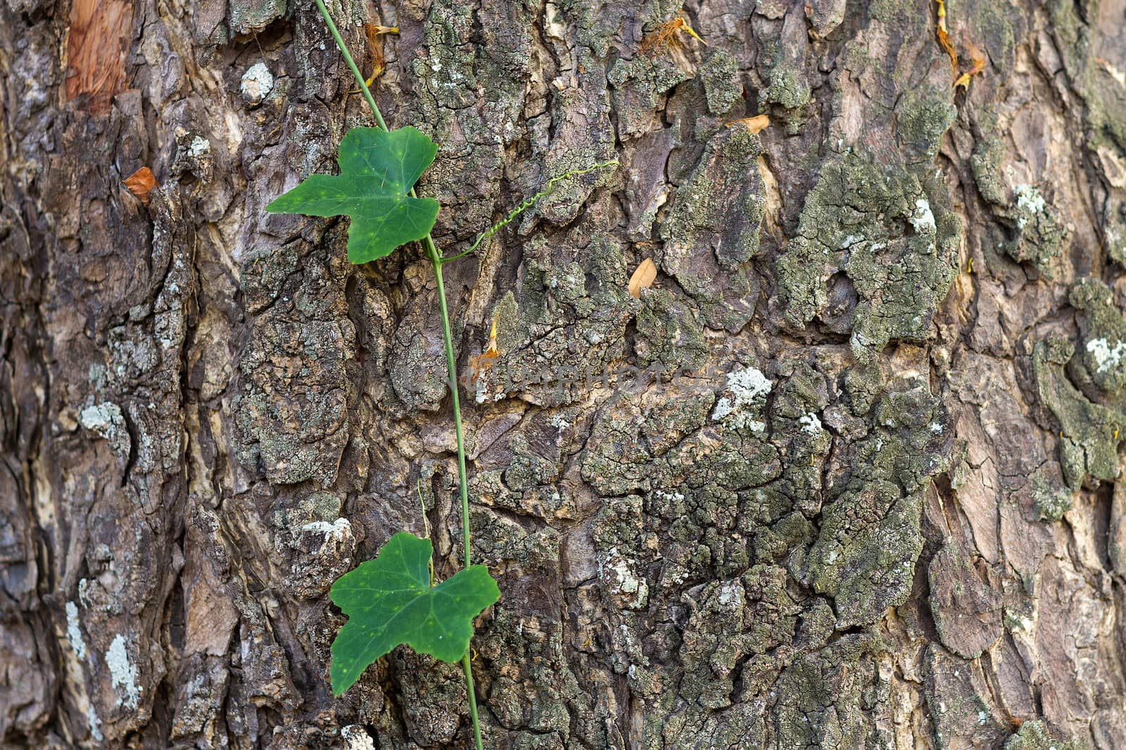 green Coccinia grandis attach with bark