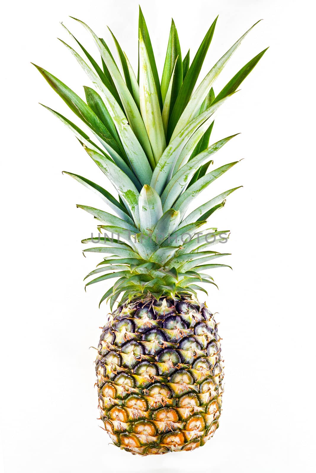 object on white - raw fresh pineapple isolated
