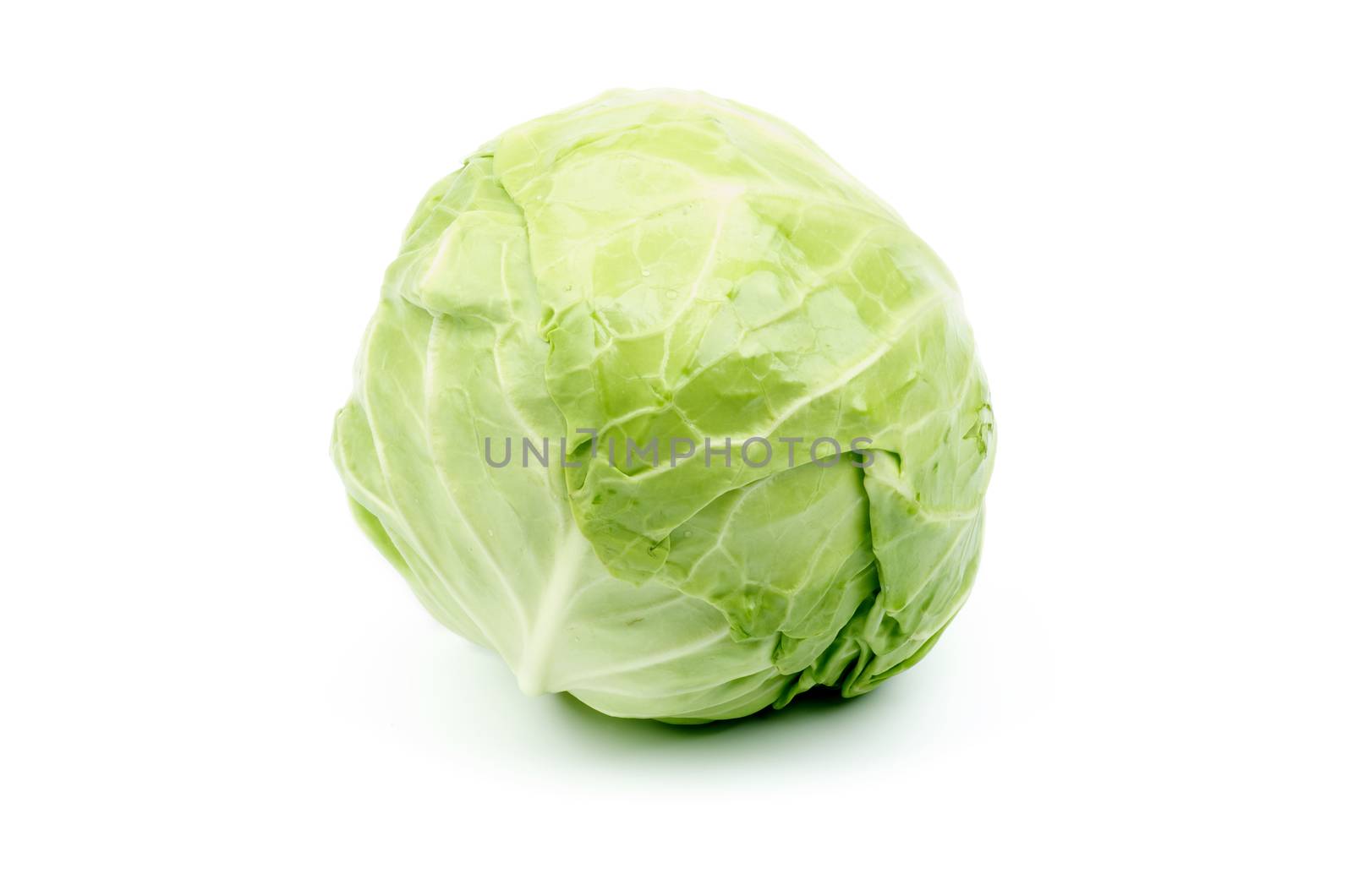 Raw Full Body Head of Cabbage isolated on white