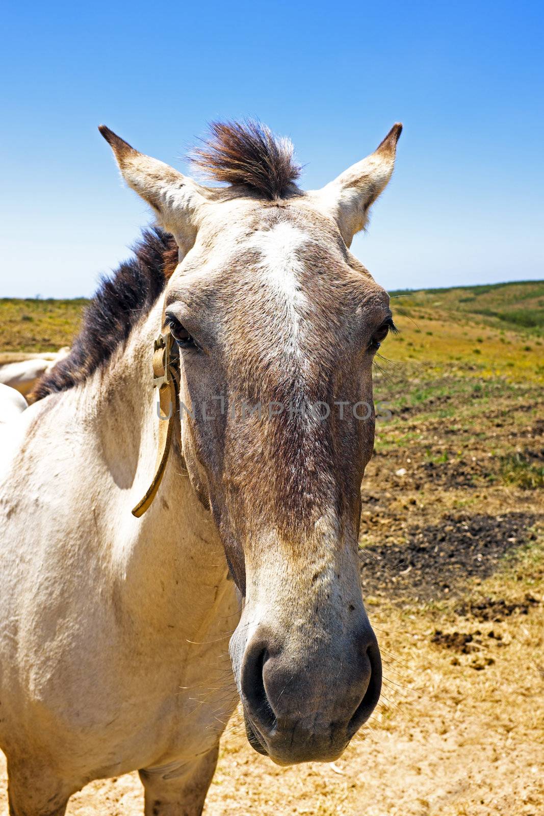 Horse in the countryside from Portugal