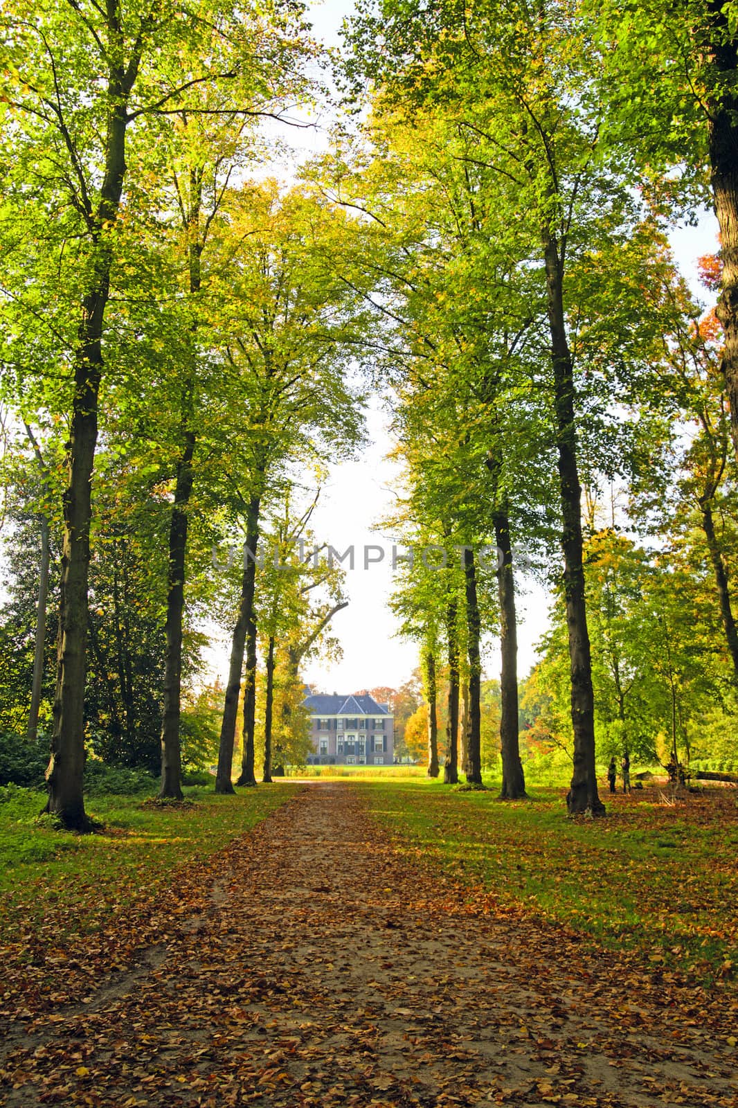 Fall in the countryside from the Netherlands by devy