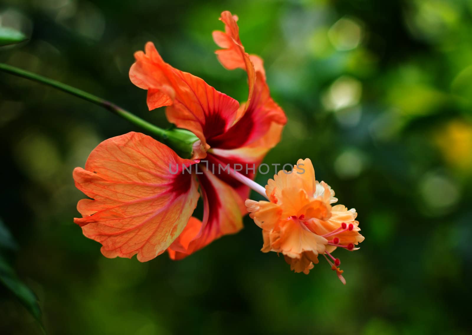 Hibiscus Flower or Chinese Rose, Shoe Flower. Shallow focus