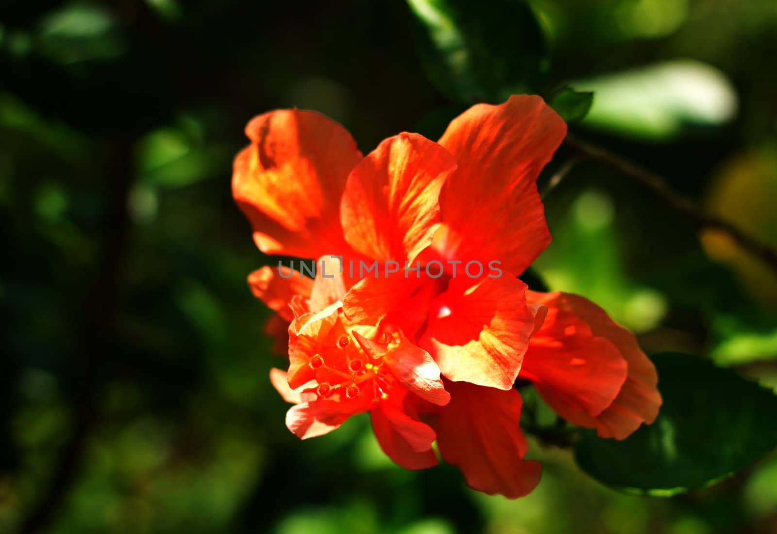 Hibiscus Flower or Chinese Rose, Shoe Flower. Shallow focus