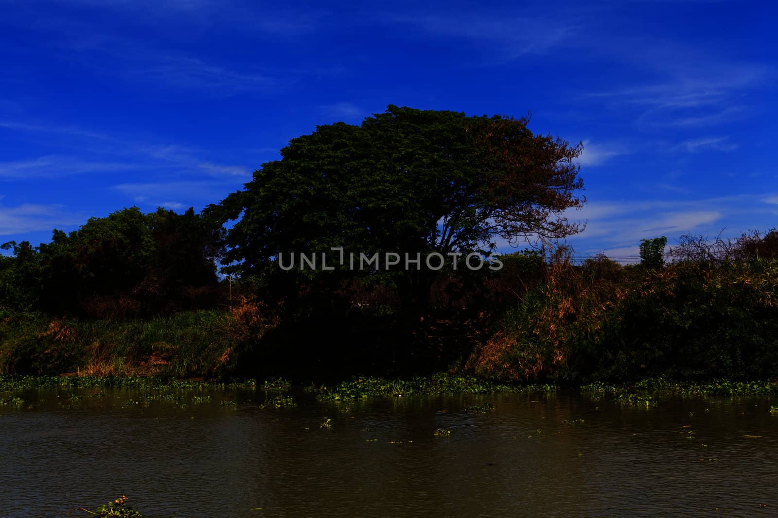 summer landscape with river and blue sky  by thanomphong