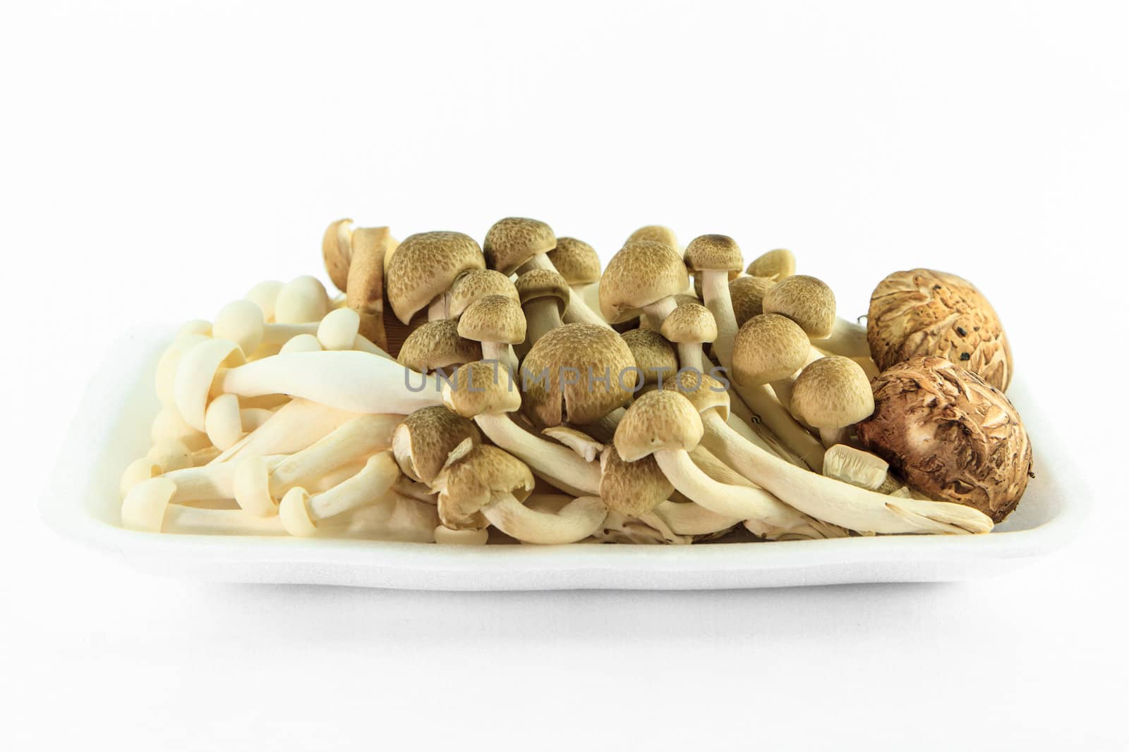 Mix mushroom on white background