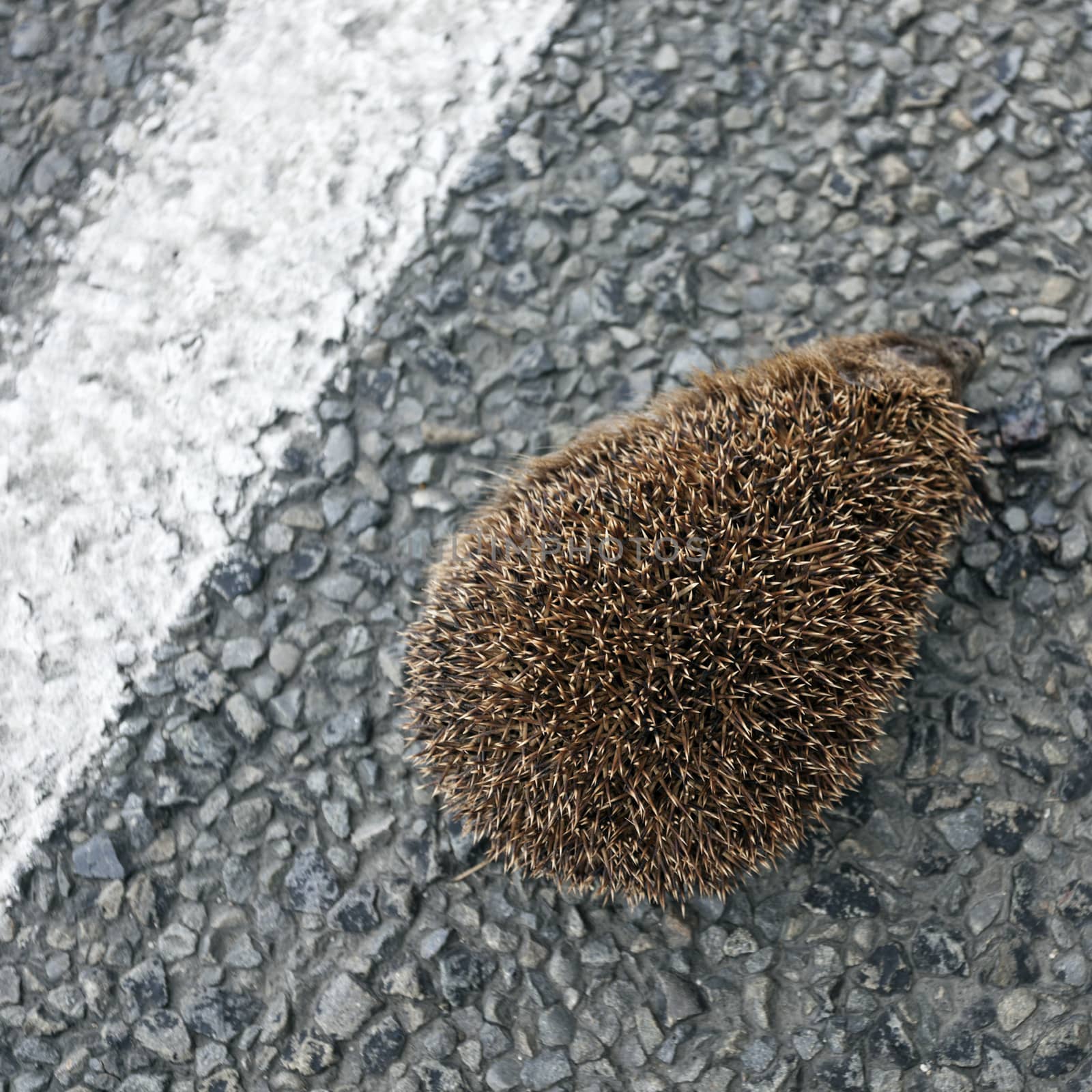 Hedgehog by benkrut