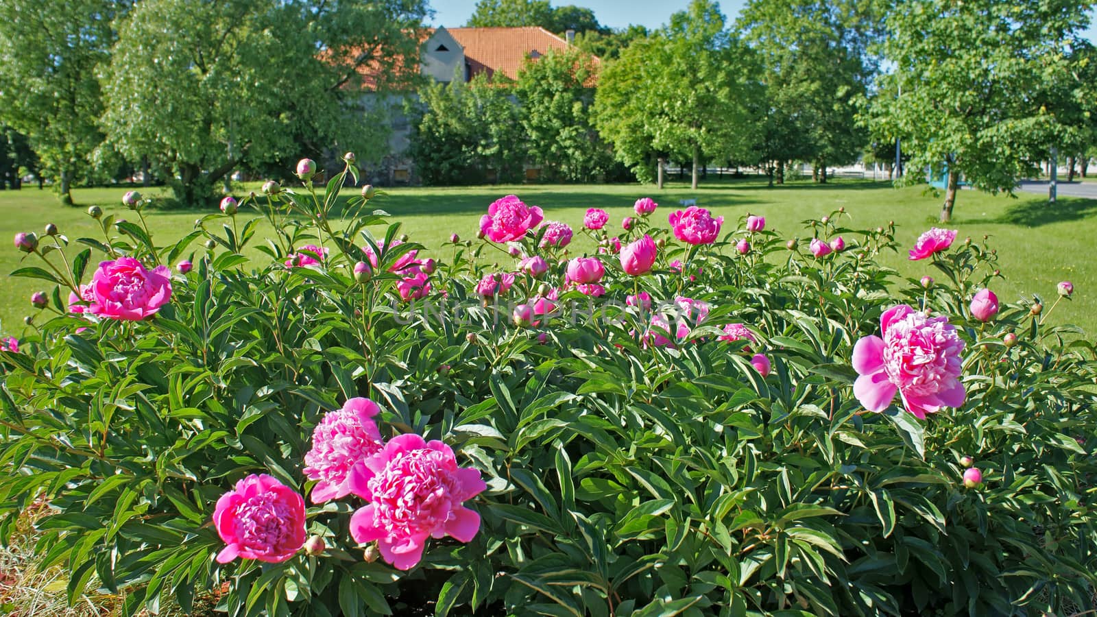 Pink Peony Bush in the garden,Ventspils, Latvia           