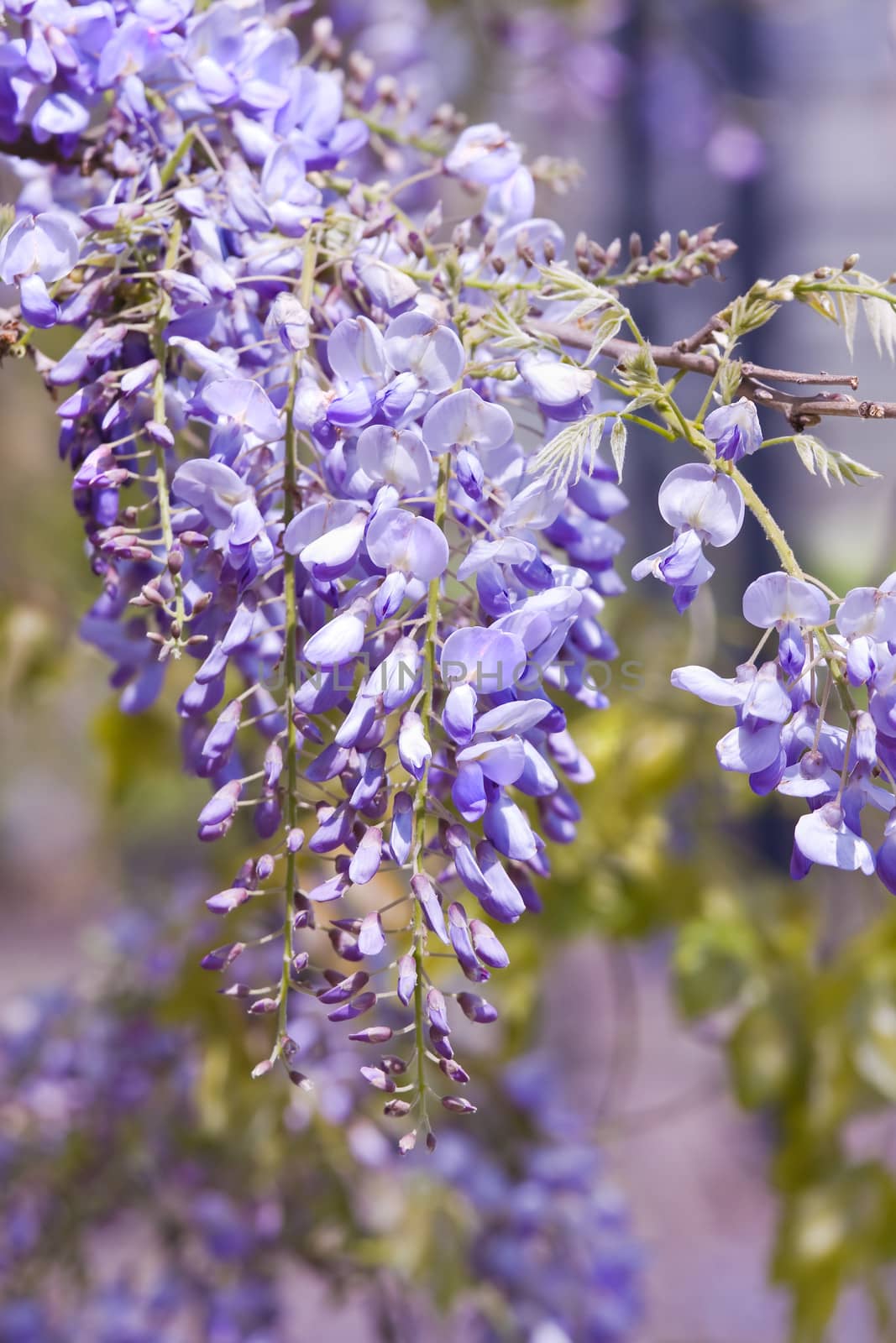 Wisteria sinensis flowers in spring by Colette