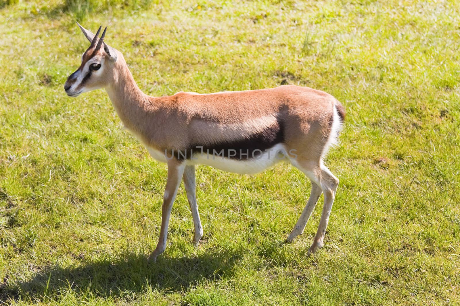 African Mhorr gazelle standing on grass in sunshine
