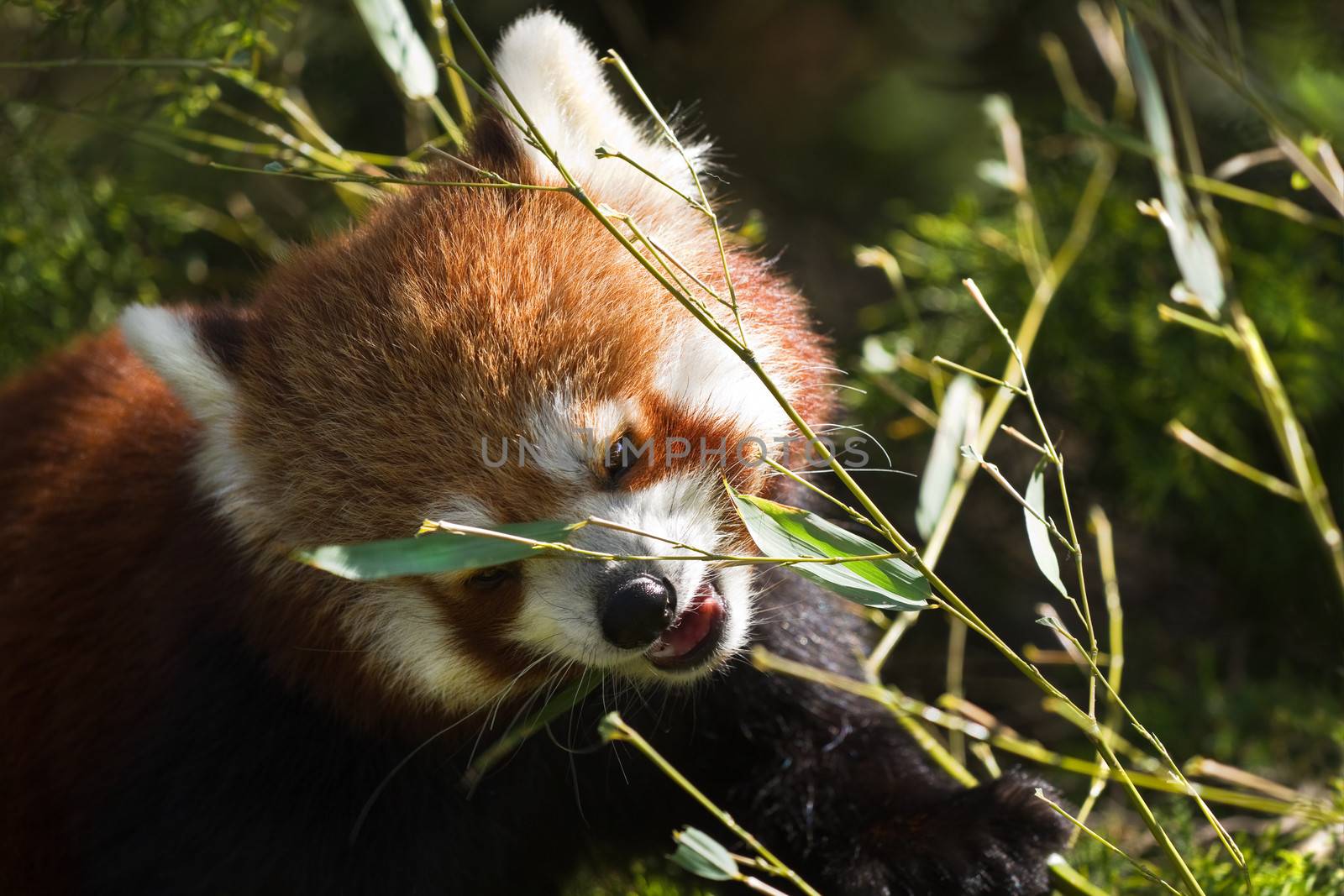 Red panda in morning sunshine eating bamboo