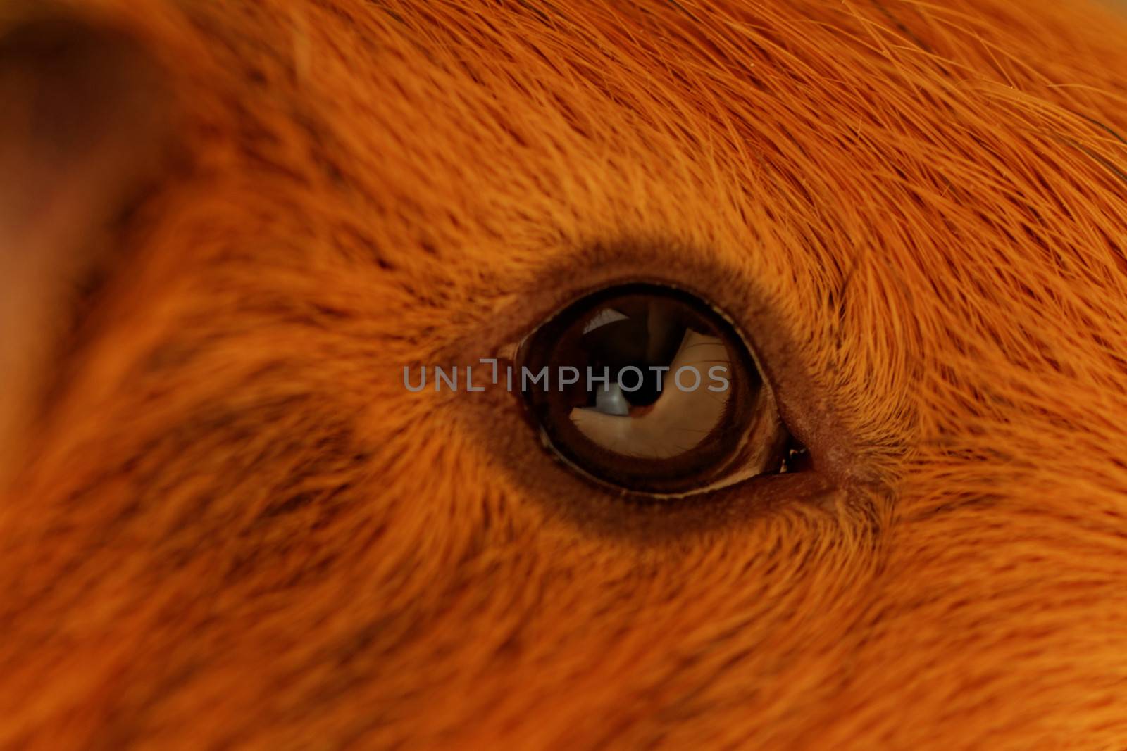 guinea pig eye close-up (macro) by NagyDodo