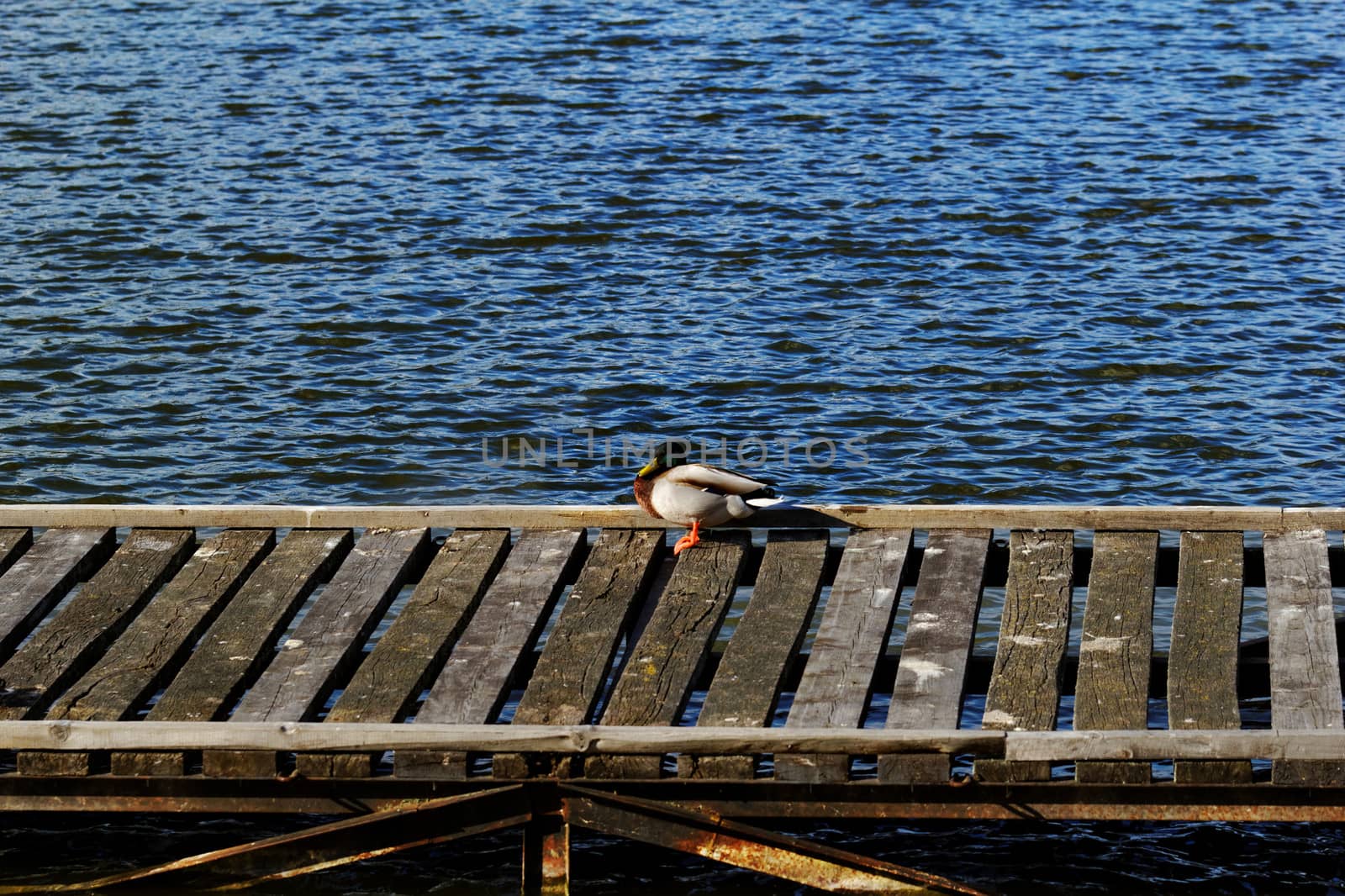 one duck in dock on the lake
