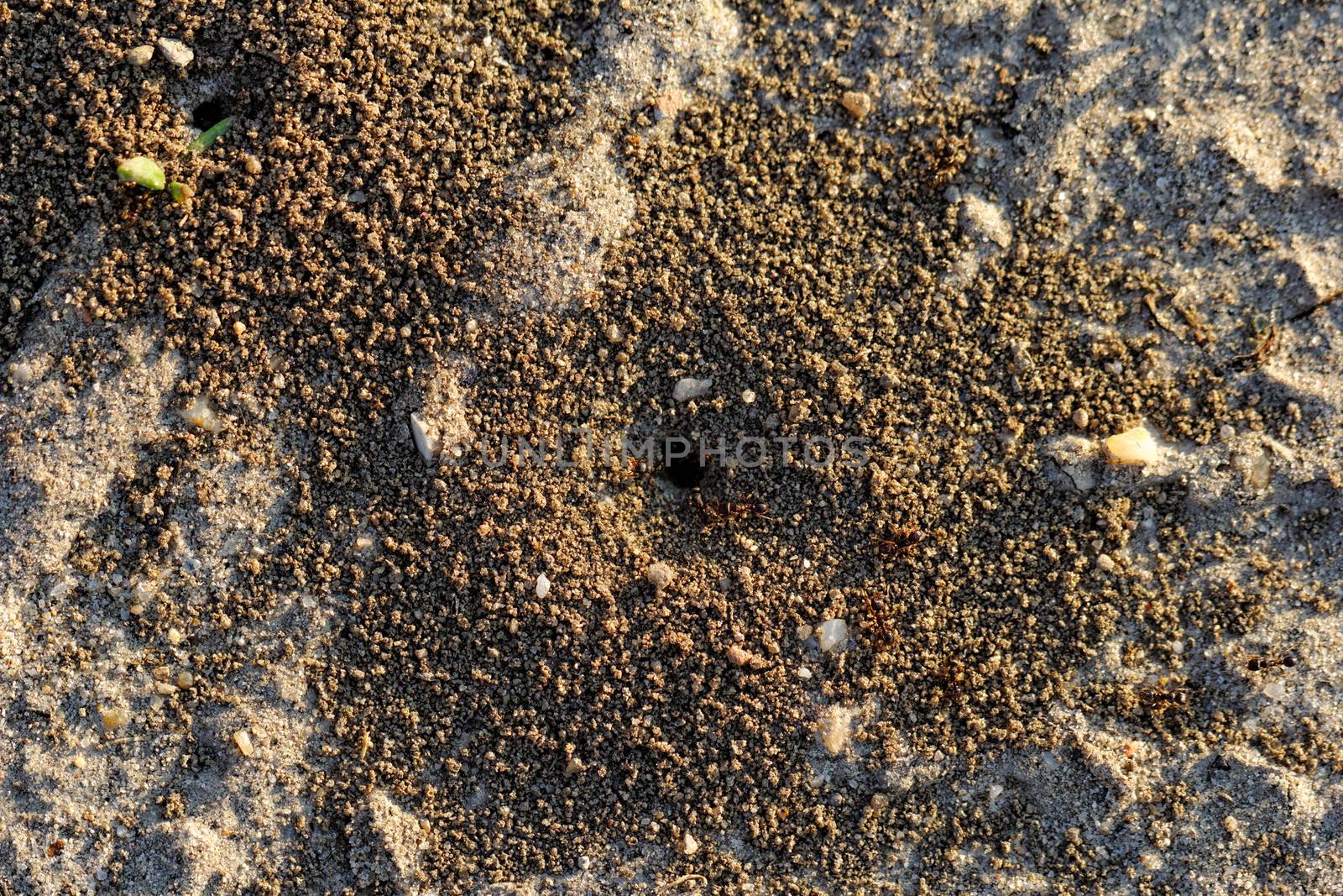 ants and ant hill