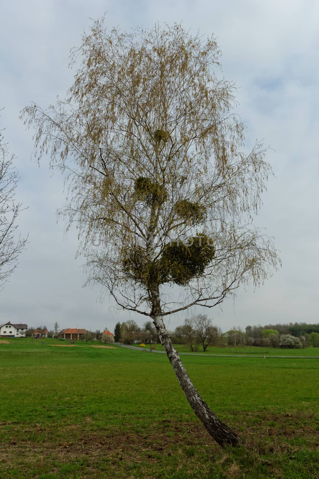 mistletoe on the tree by NagyDodo