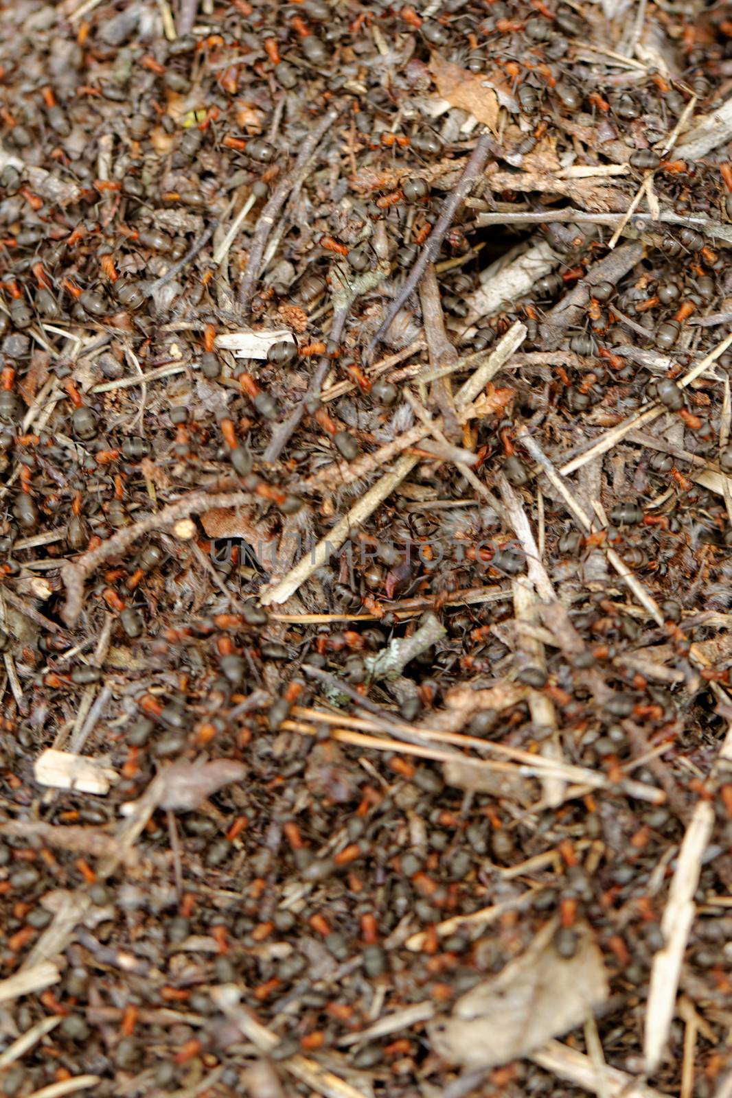 ants and ant hill