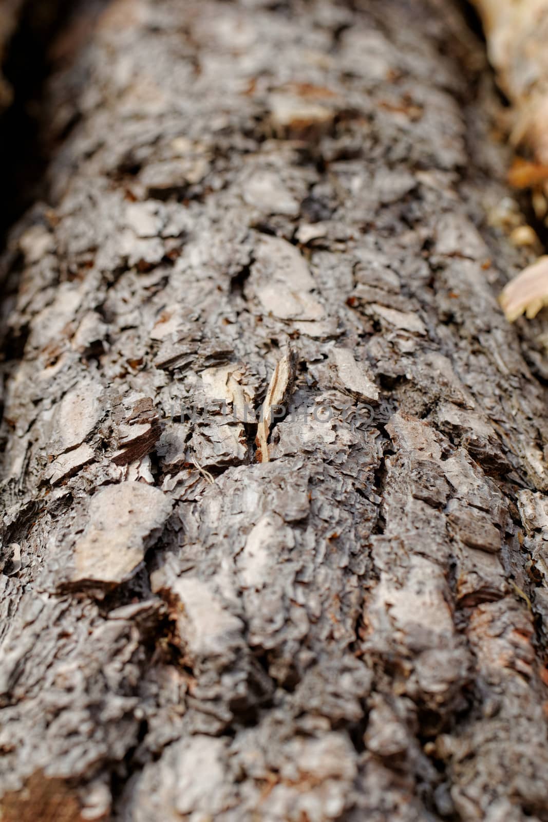 bark of pine tree