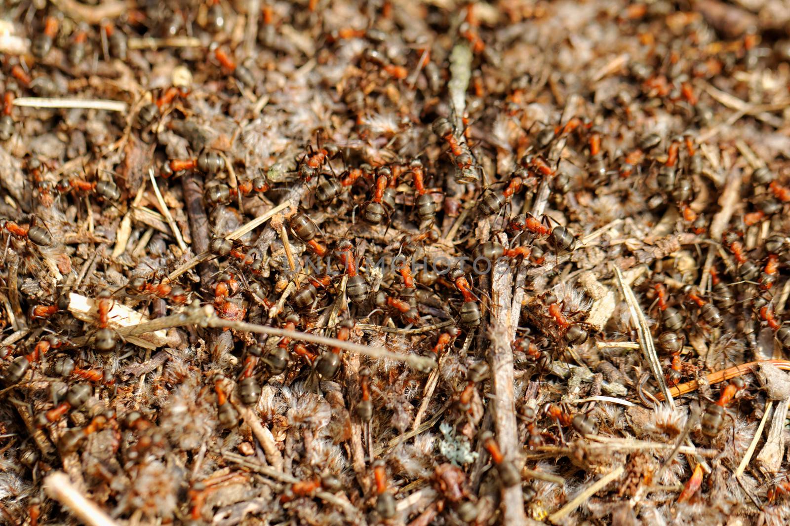 ants and ant hill