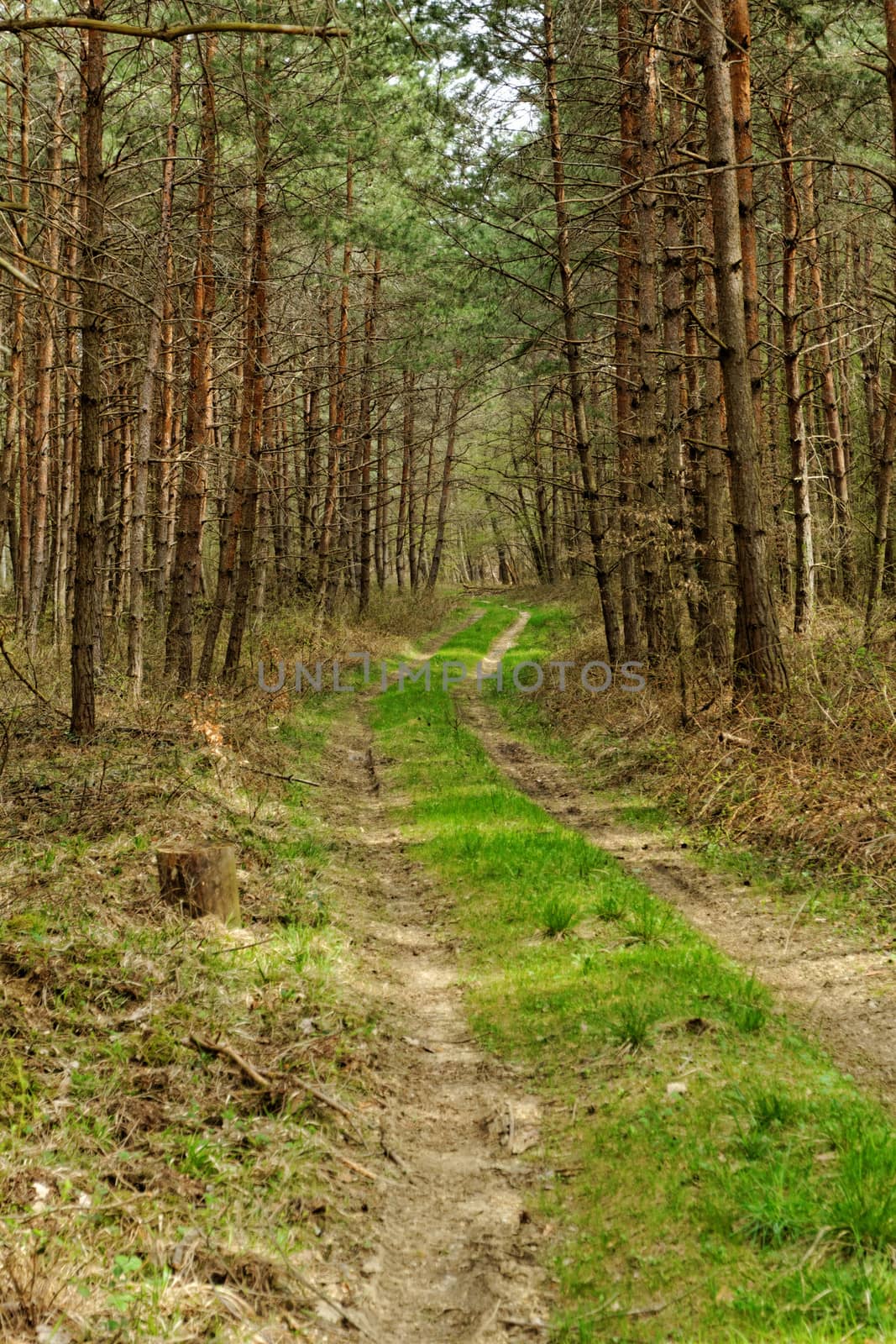 dirt road in the forest by NagyDodo