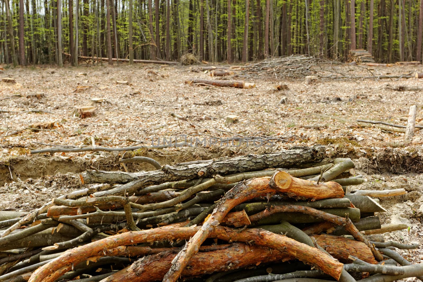 Deforestation and logging by NagyDodo