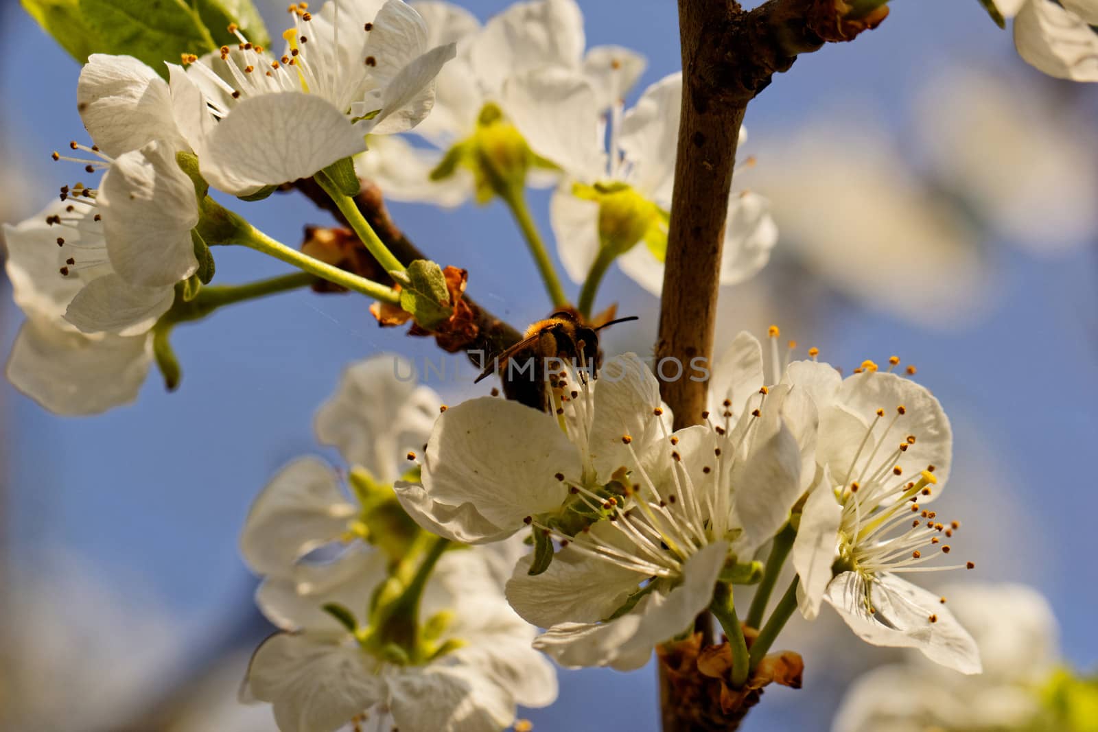 blossom tree with a bee pollination