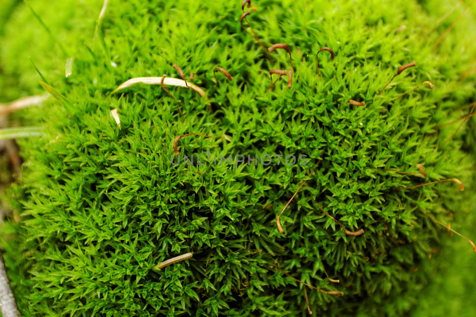 close-up picture about the green moss (macro)