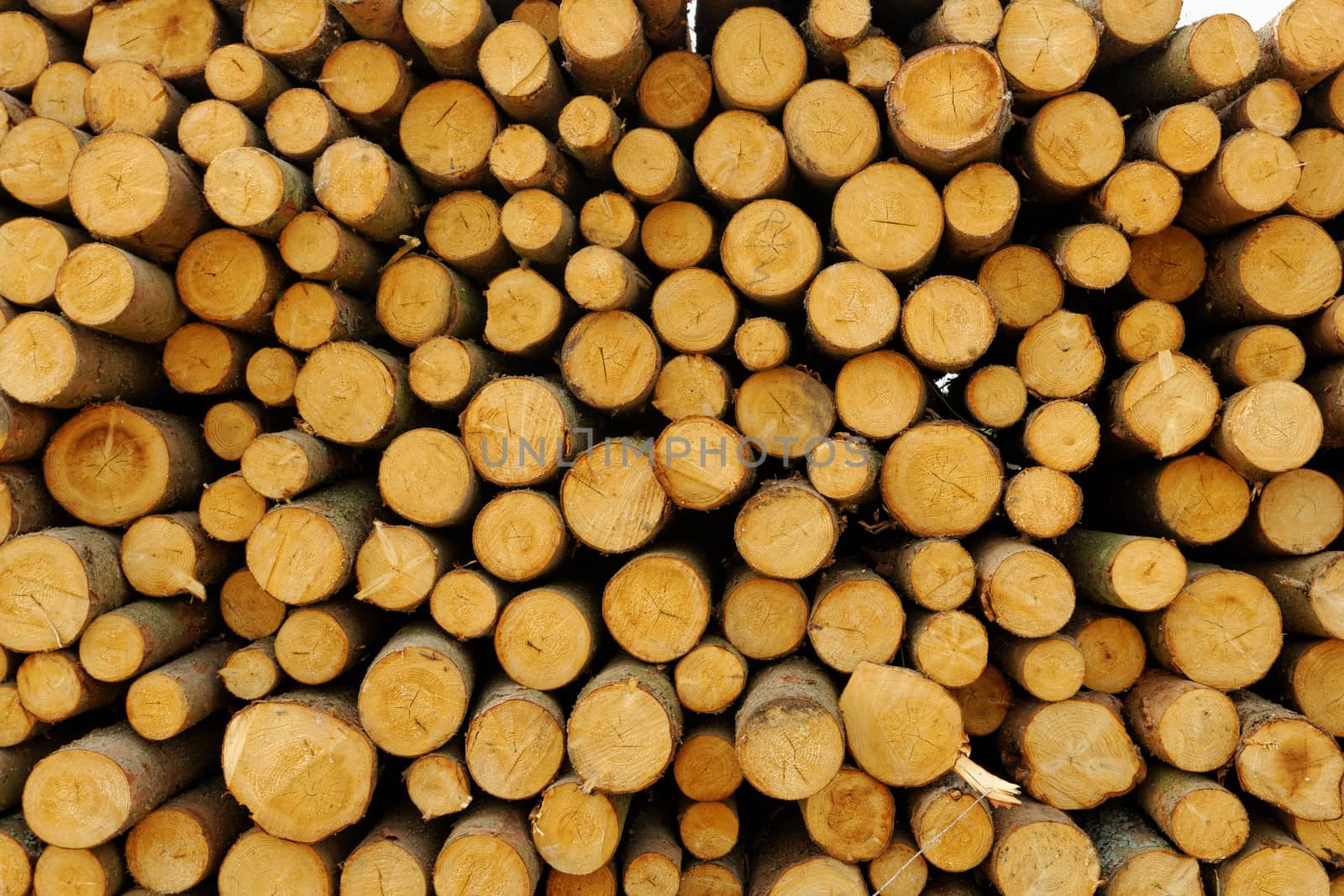 Pile of chopped fire wood prepared for winter