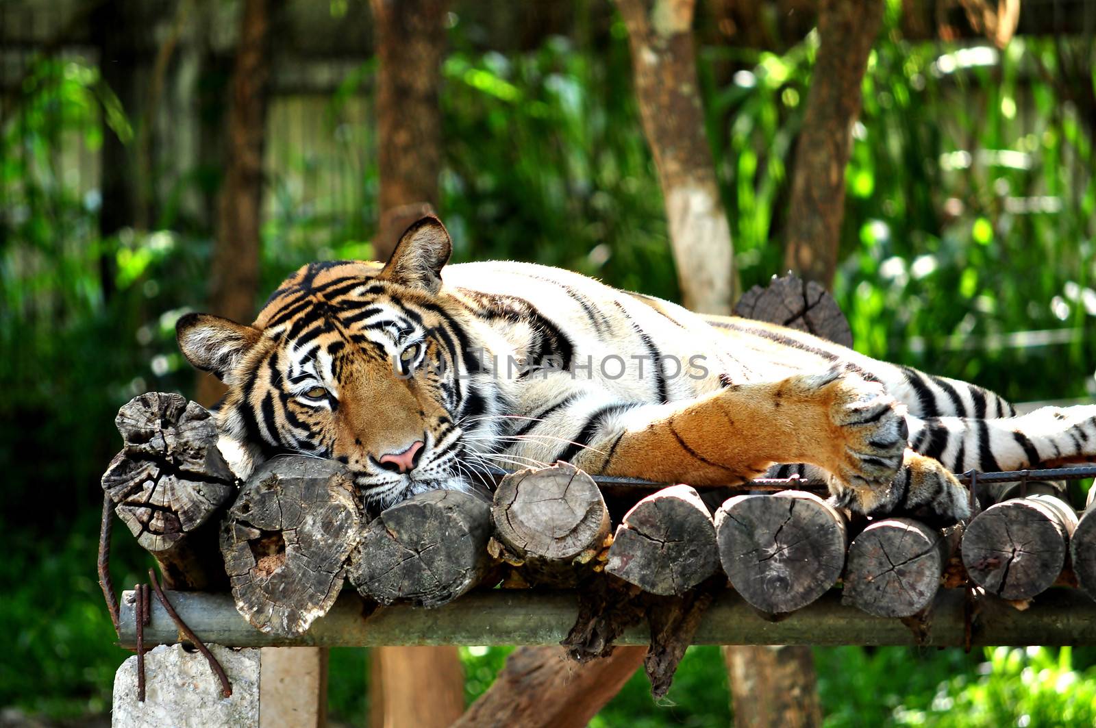 lazy tiger by MaZiKab