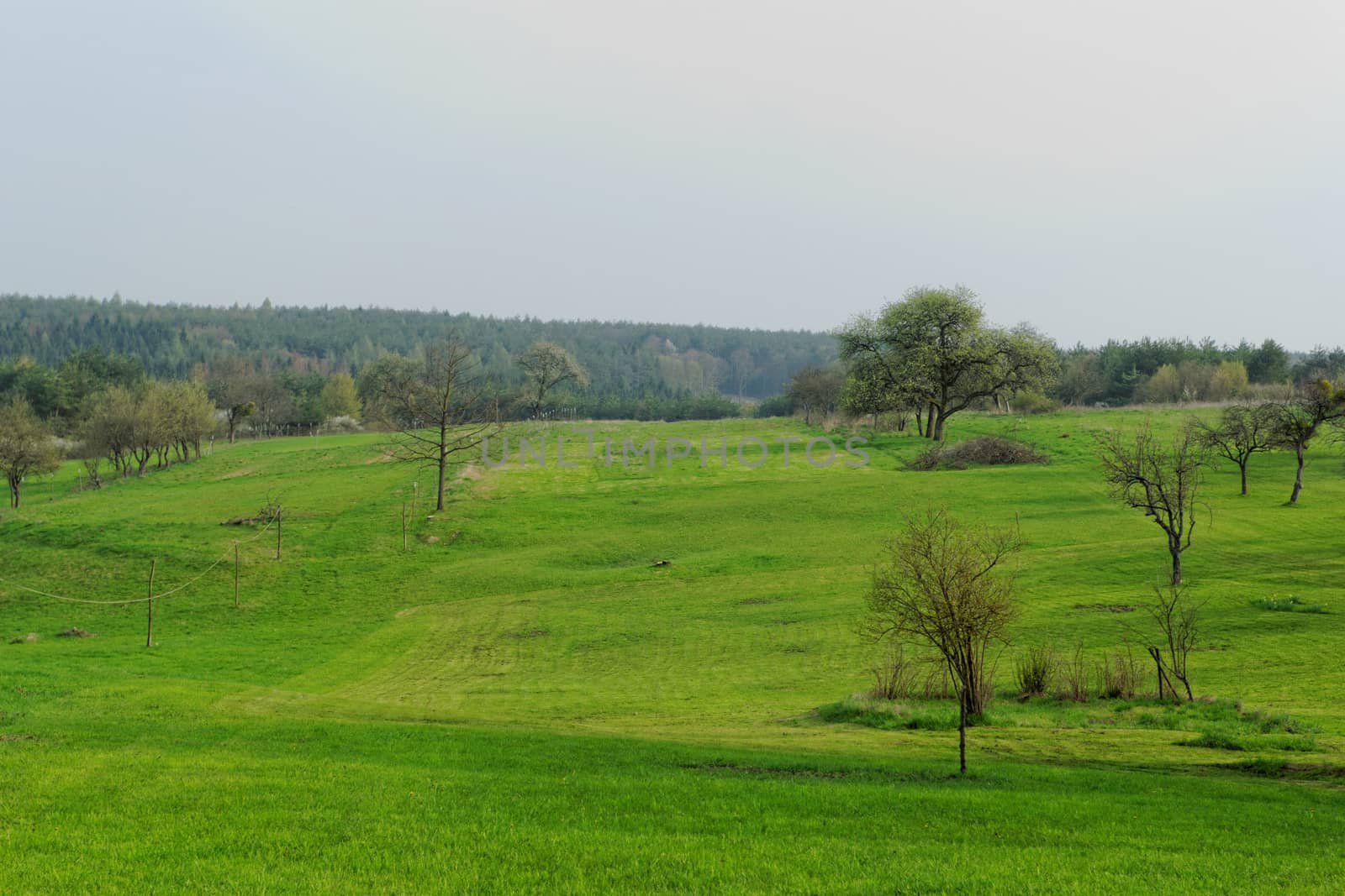 green meadows by NagyDodo