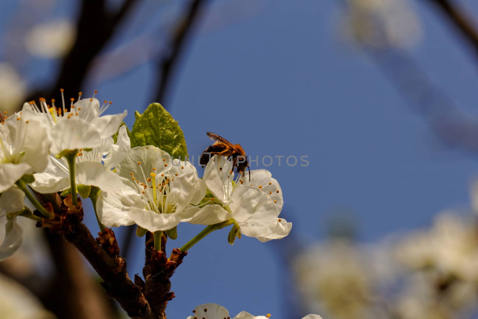 blossom tree with a bee pollination