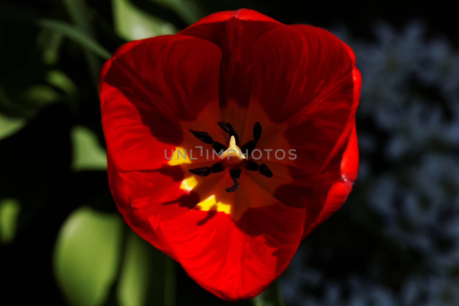 close up of yellow tulips with yellow edges on green background