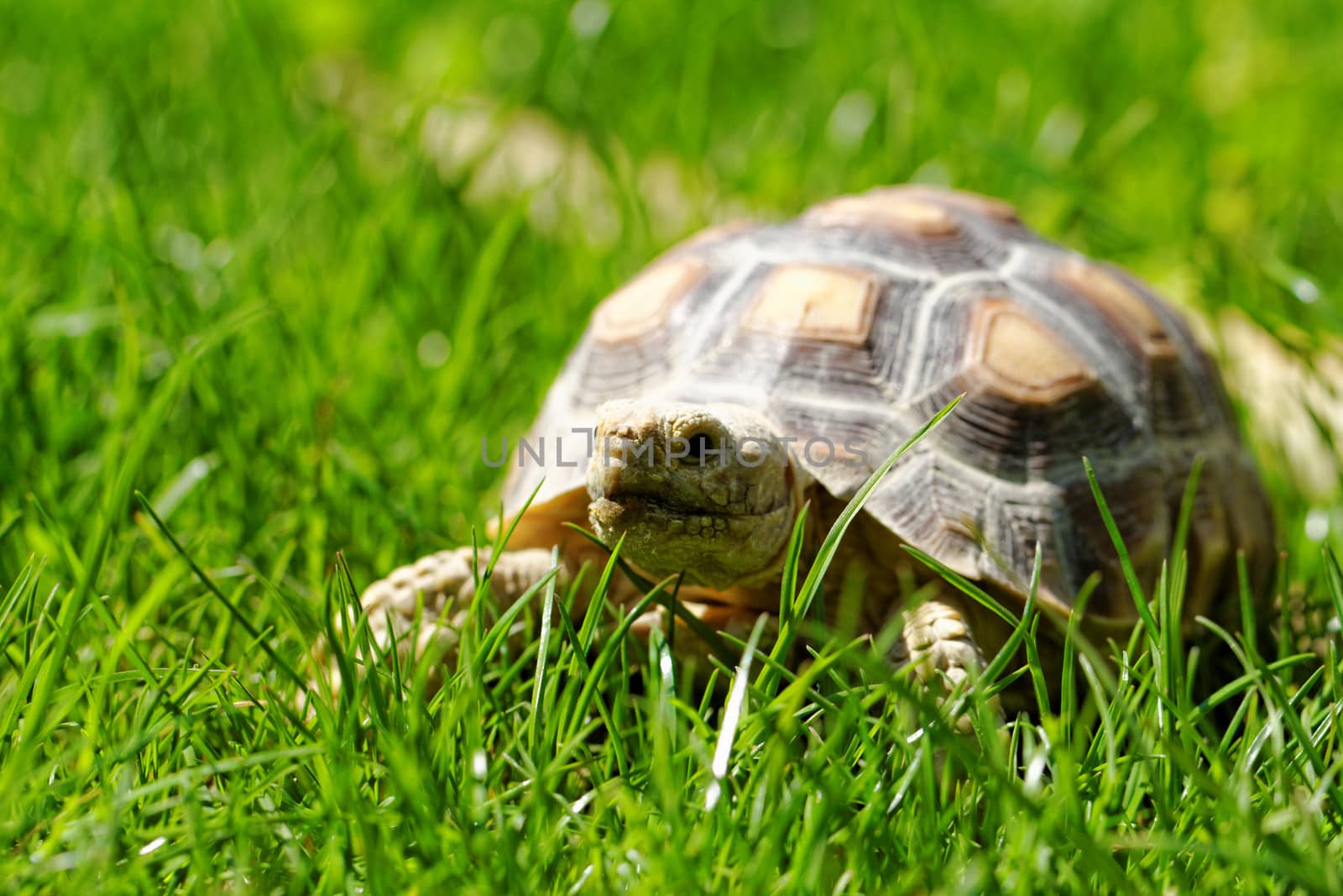 African Spurred Tortoise (Geochelone sulcata) in the garden