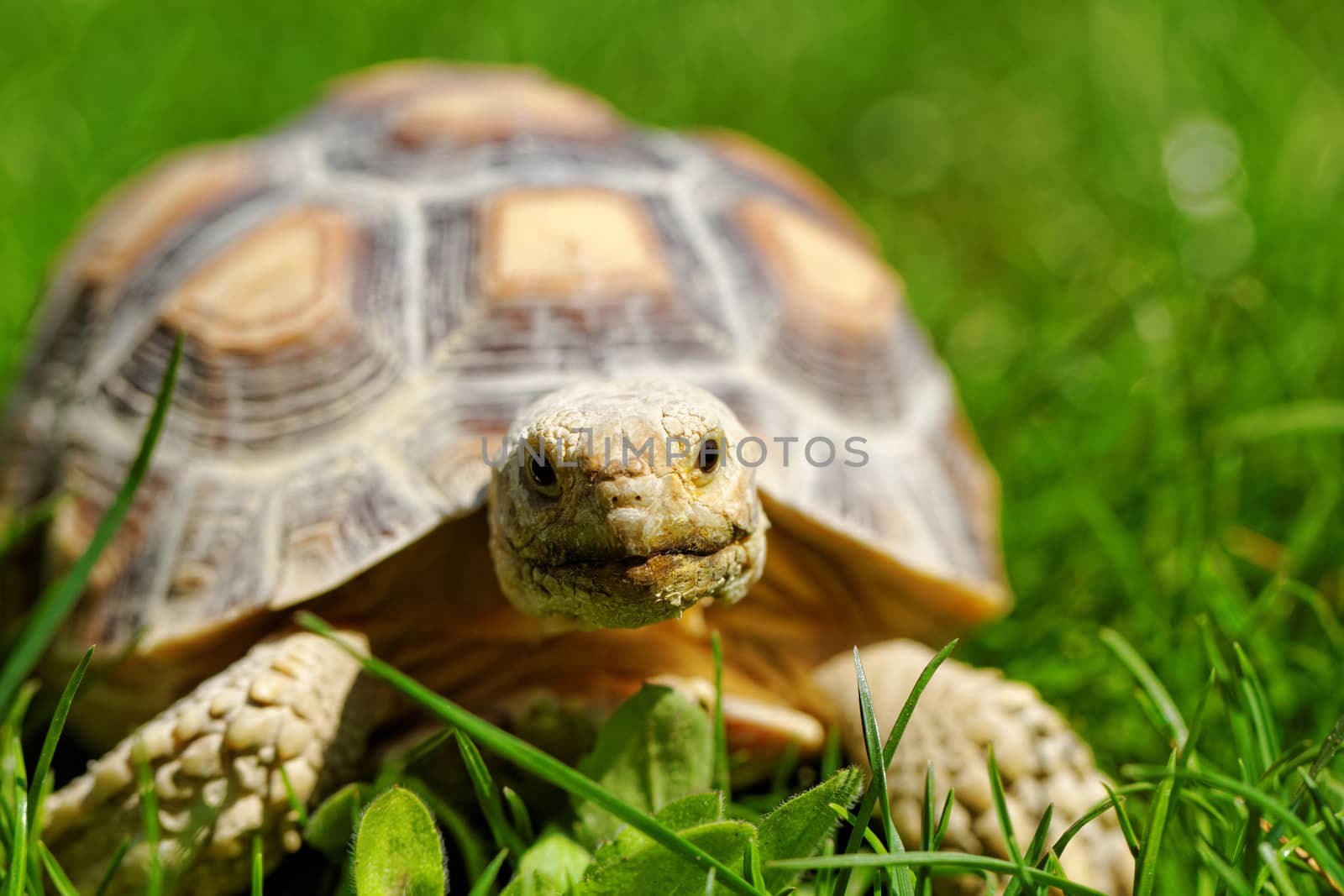 African Spurred Tortoise (Geochelone sulcata) in the garden