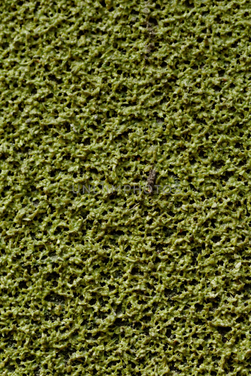 abstract green background from dye paint texture