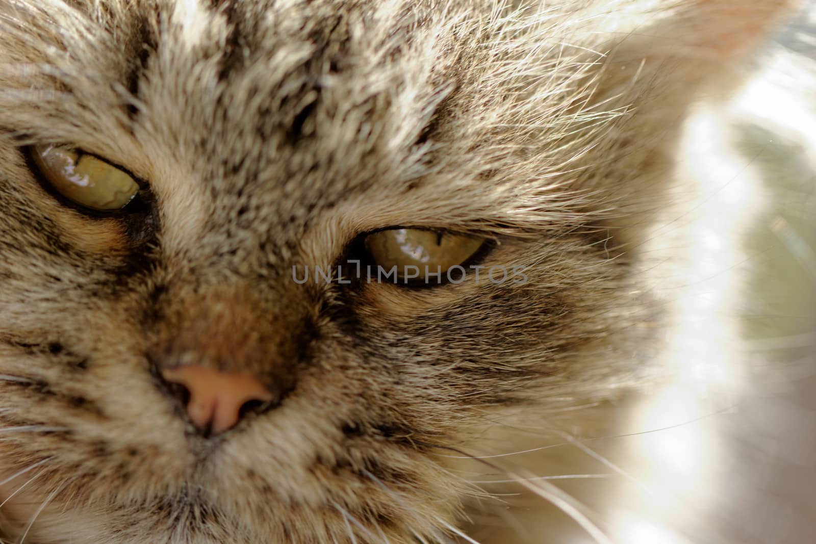 portrait of beautiful cat's eye