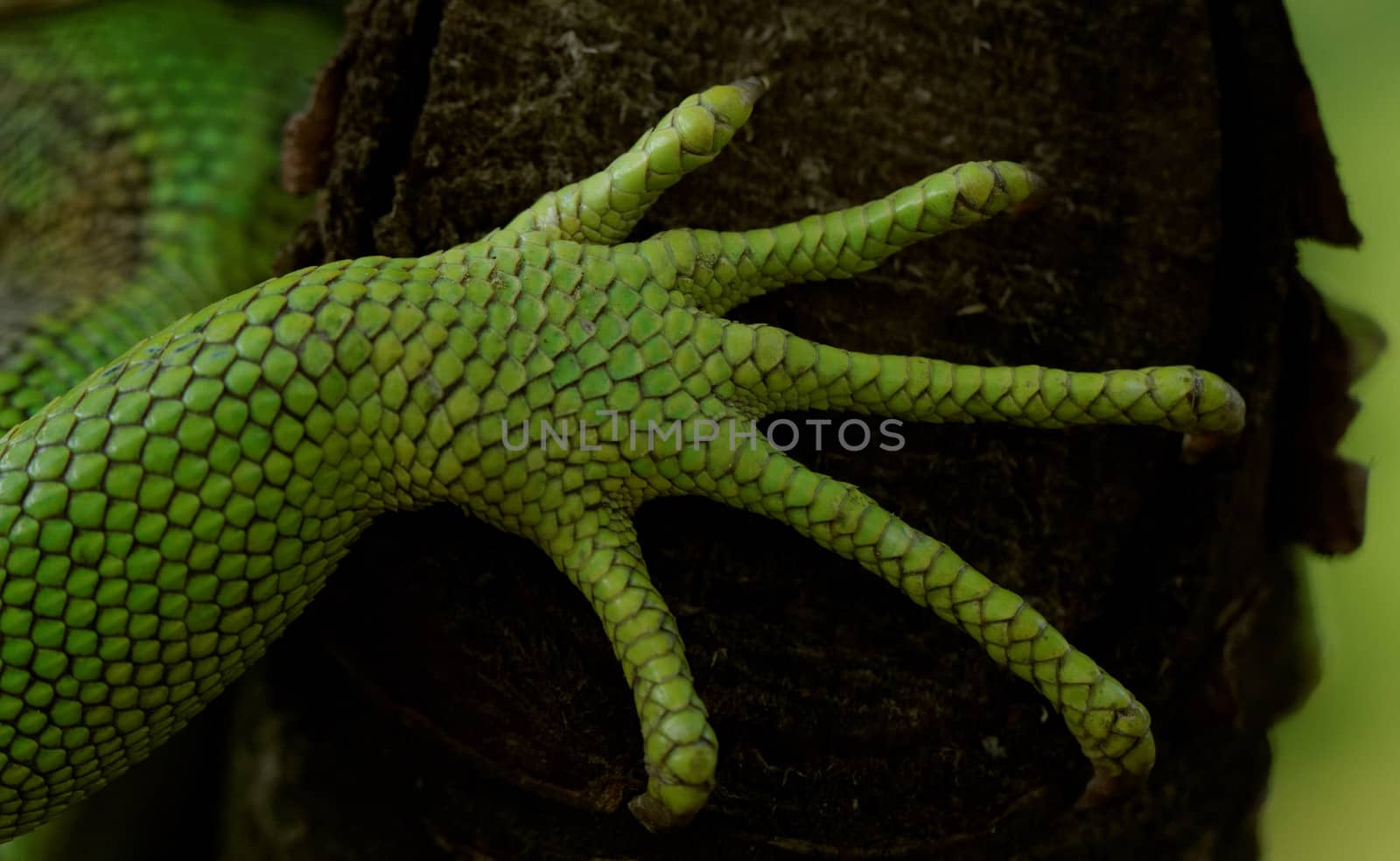 green iguana feet by NagyDodo