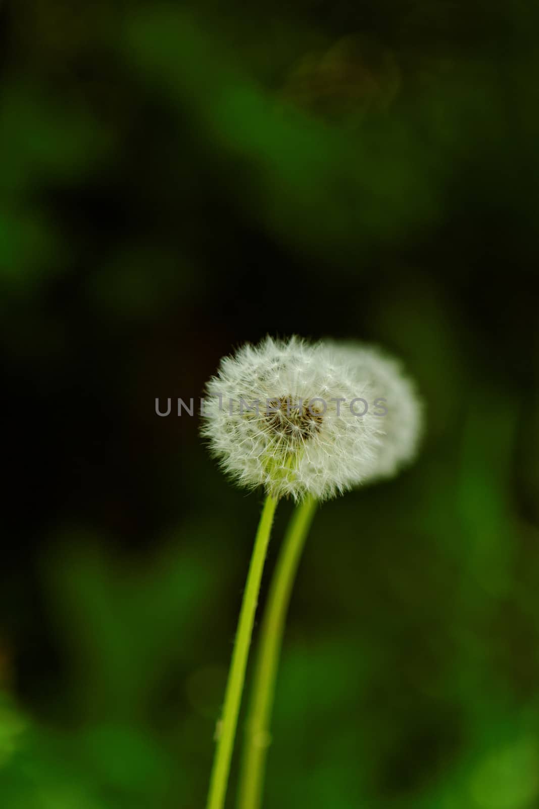 close-up of a dandelion flower