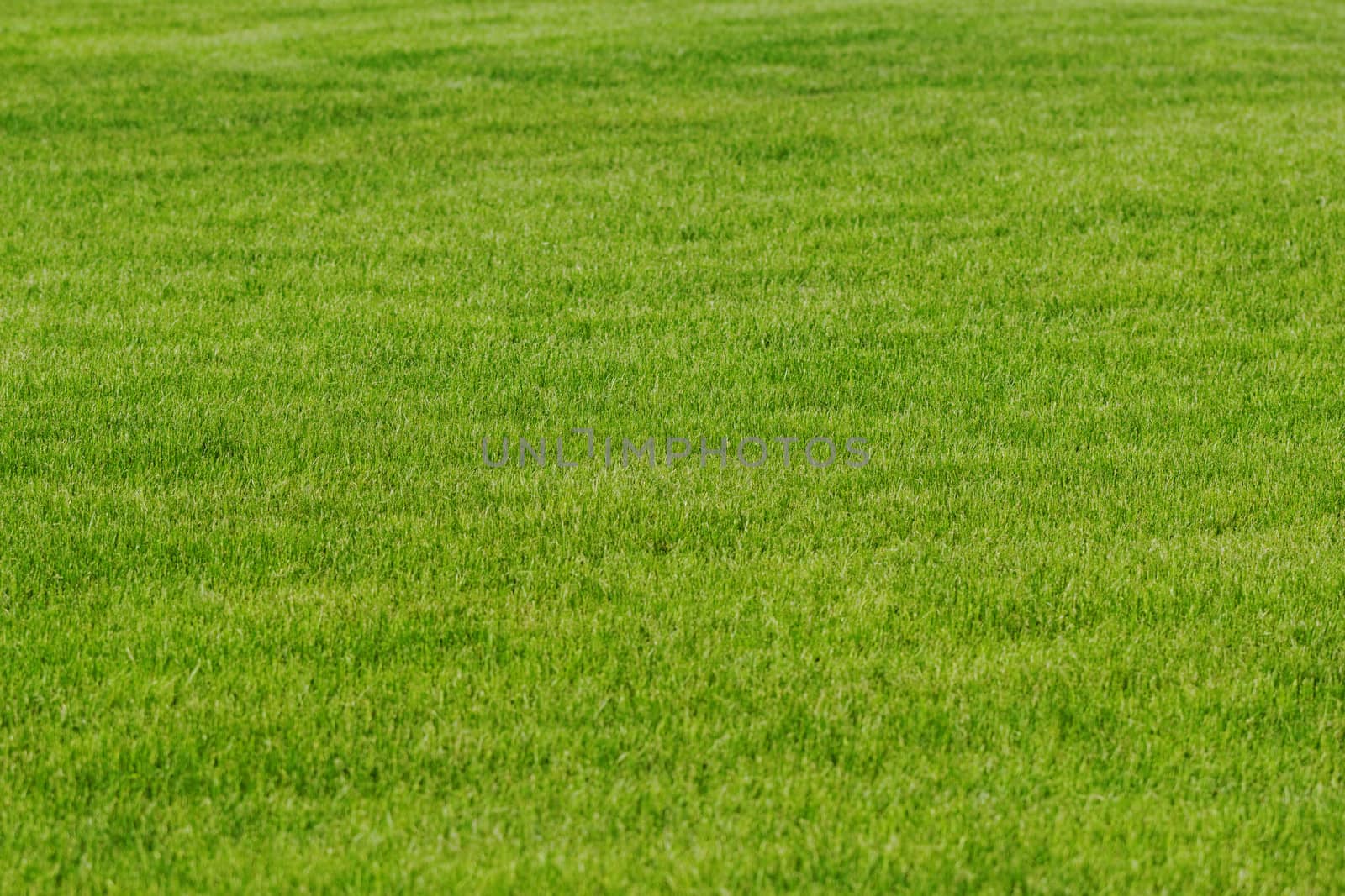 grass texture as background