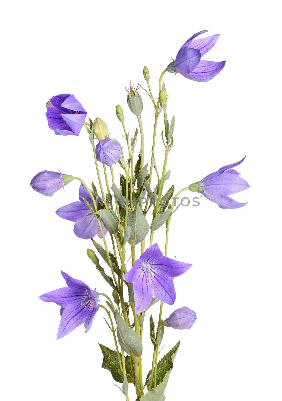 Flowers, buds and leaves of balloon flower on white by sgoodwin4813