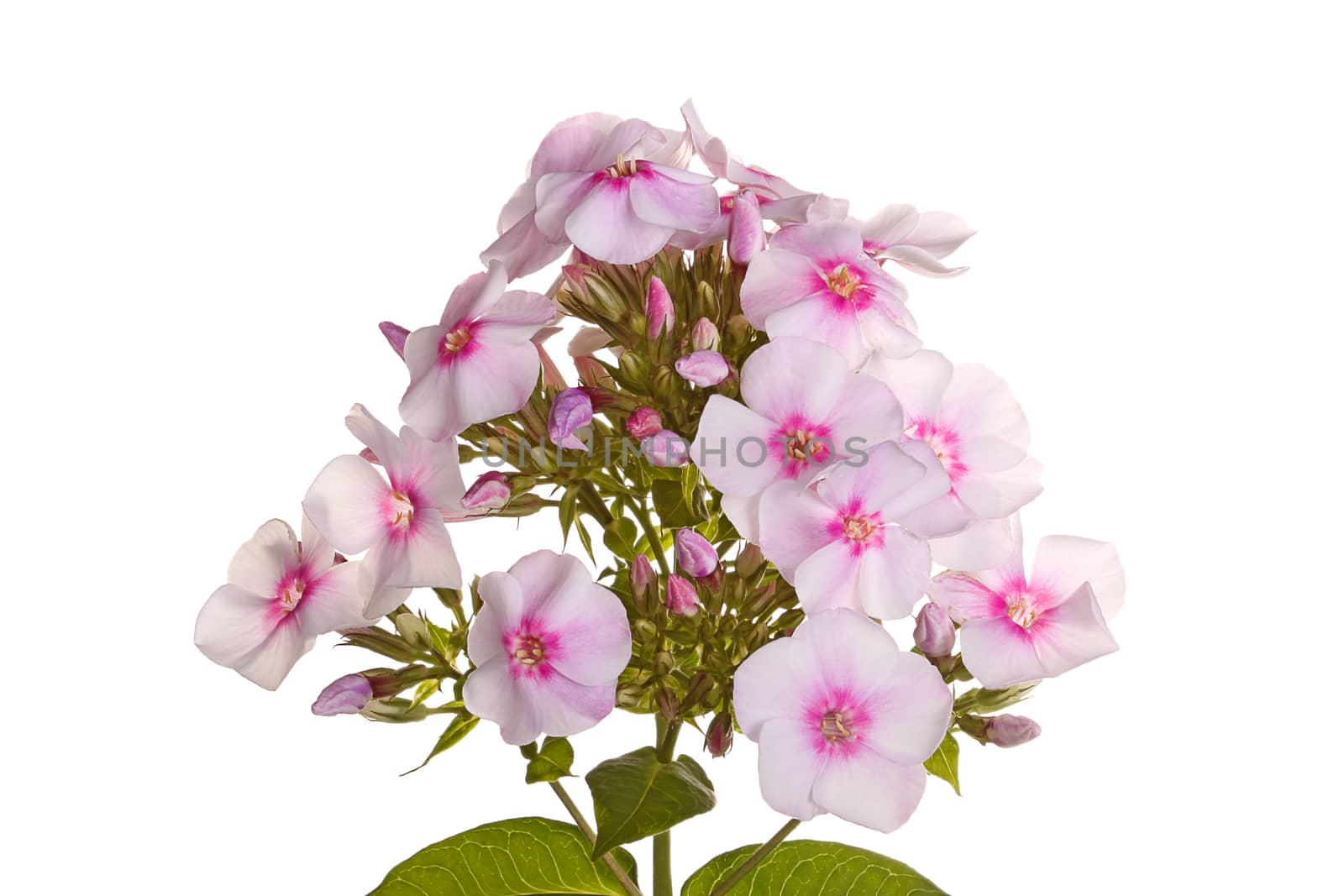 Cluster of white and pink phlox flowers on white by sgoodwin4813