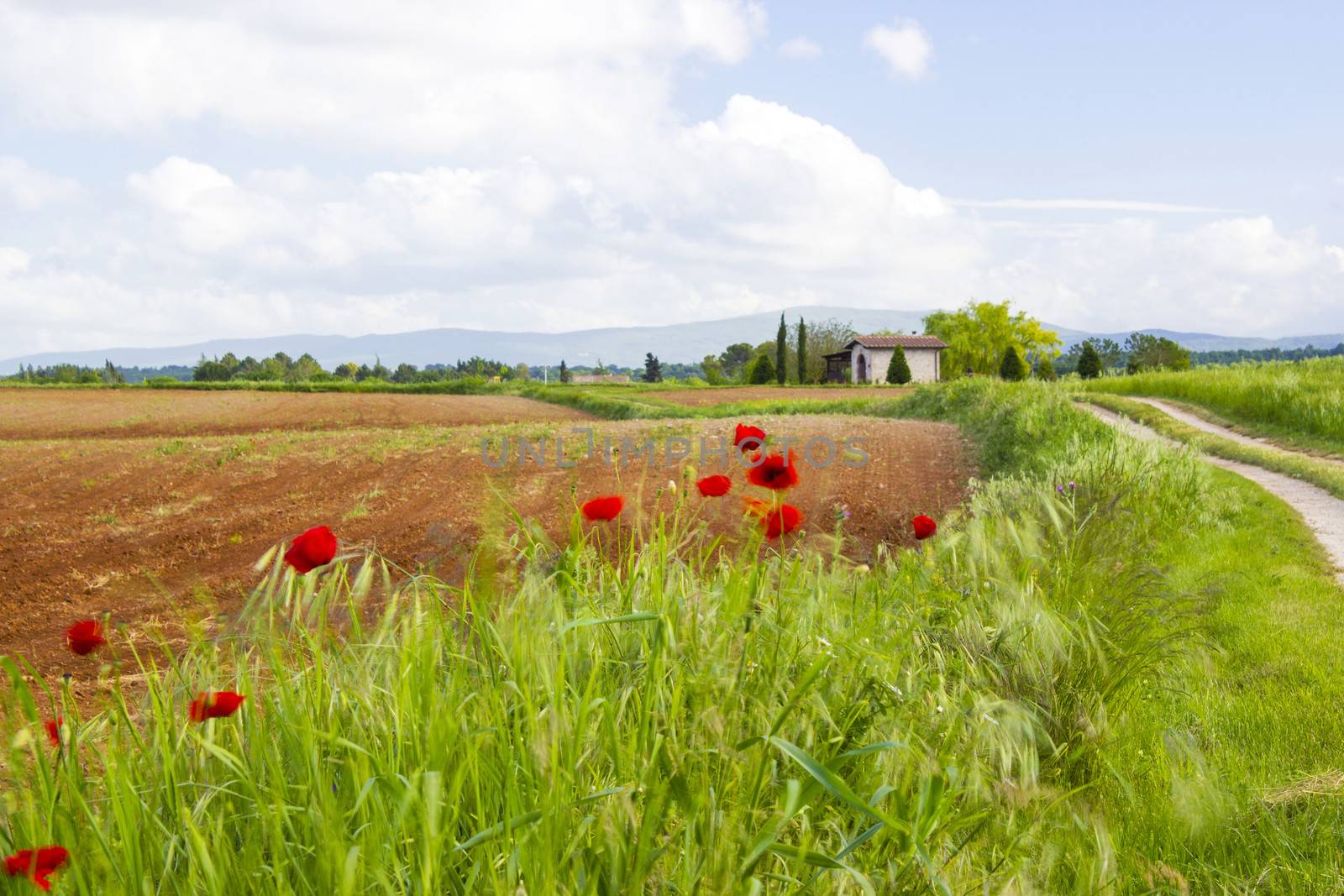 typical tuscan landscape in spring time