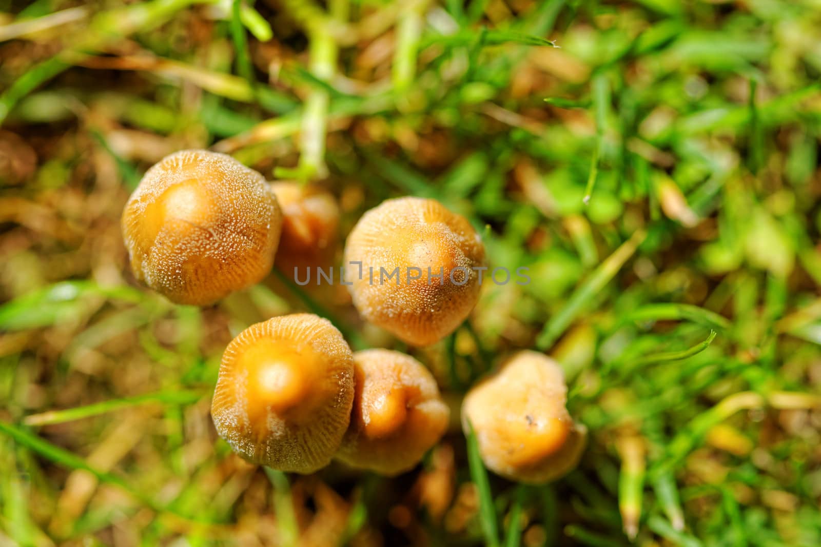 Mushroom growing in the grass