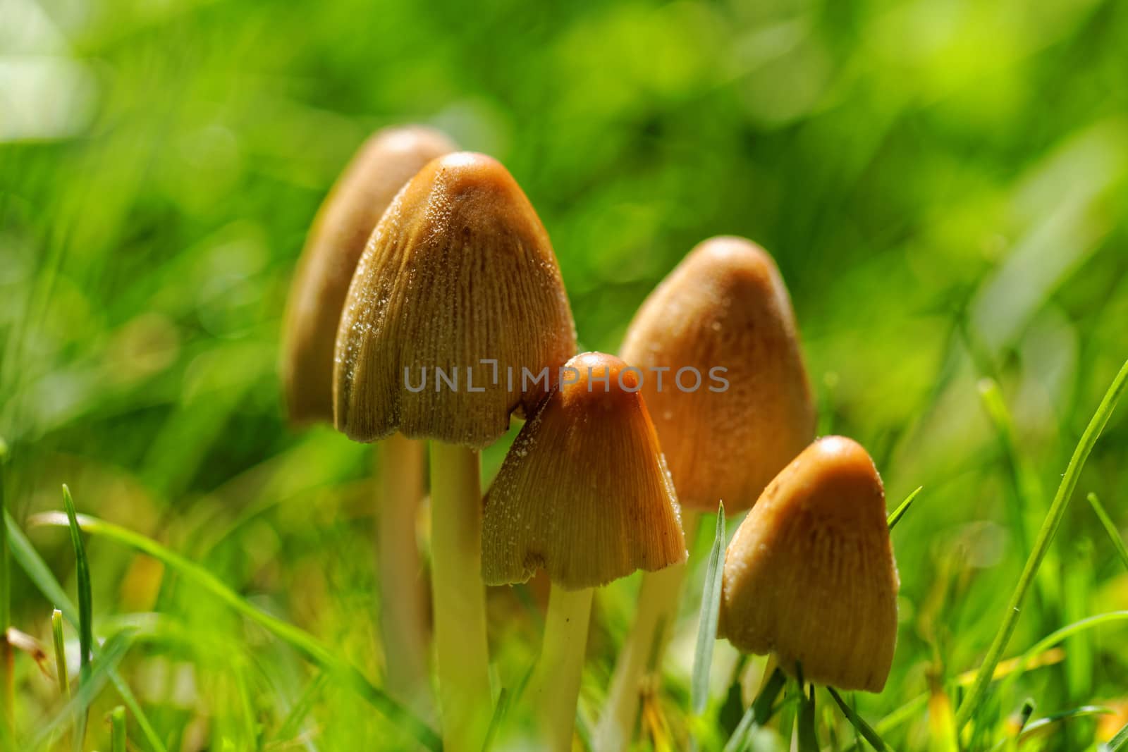 Mushroom growing in the grass